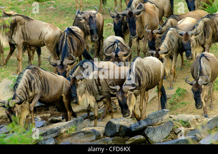 Gemeinsamen Gnus (Connochaetes Taurinus) in Migration, Masai Mara Reserve, Kenia, Ostafrika Stockfoto