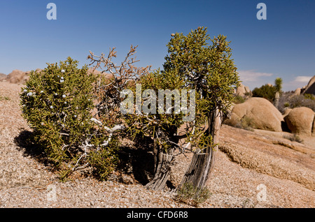 Schatten gestellt kalifornischer Wacholder, Juniperus Californica; Joshua Tree Nationalpark, Kalifornien, USA Stockfoto