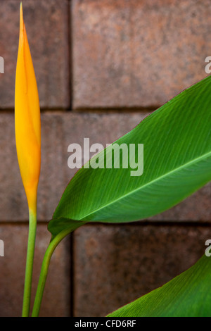 Nahaufnahme von Paradiesvogel Blume gegen Wand, Khao Lak, Andamanensee, Thailand Stockfoto