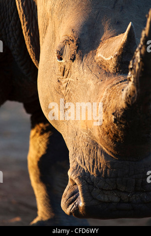 Breitmaulnashorn (Ceratotherium Simum), großaufnahme mit Auge, Hlane Royal National Park Wildgehege, Swasiland, Afrika Stockfoto