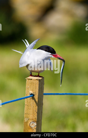 Küstenseeschwalbe (Sterna Paradisaea), mit Fisch, Farne Islands, Northumberland Küste, England, Vereinigtes Königreich, Europa Stockfoto