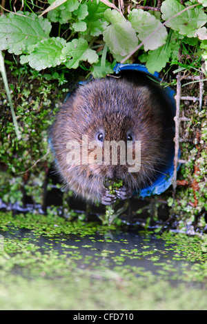 Schermaus (Arvicola Terrestris) in Gefangenschaft, Vereinigtes Königreich, Europa Stockfoto