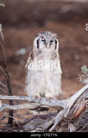 Verreaux (Riese) Adler-Eule (Bubo Lacteus), Kgalagadi Transfrontier Park, Südafrika, Afrika Stockfoto