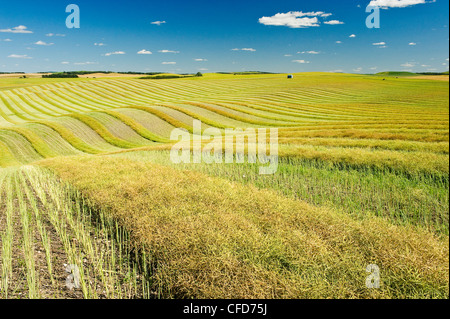 Swathied Raps in die Tiger-Hügel in der Nähe von Brüssel, Manitoba Stockfoto