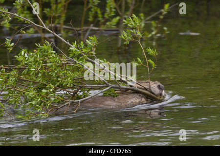 Biber (Castor Canadensis), schwimmt mit Niederlassungen in seinen Mund, Saskatchewan, Kanada Stockfoto