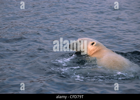 Eisbär (Ursus Maritimus) schwimmen, Ukkusiksalik-Nationalpark, Wager Bay, Nunavut, Kanada Stockfoto