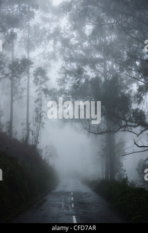 Wald im Nebel, in der Nähe von Achadas da Cruz, Madeira, Atlantik, Portugal, Europa Stockfoto