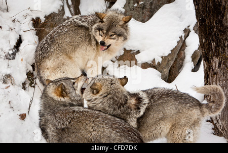 Drei grau Timber Wölfe kämpfen Stockfoto