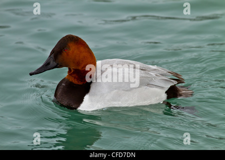 Drake Canvasback Ente schwimmen Stockfoto