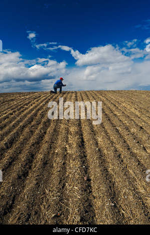 Ein Mann untersucht Boden in einem neu gesäten Feld, Tiger Hügel, Manitoba, Kanada Stockfoto