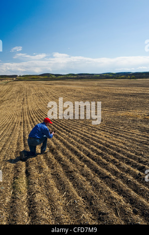 Ein Mann untersucht Boden in einem neu gesäten Feld, Tiger Hügel, Manitoba, Kanada Stockfoto