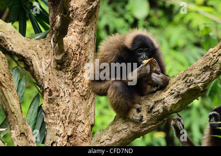 Bornean Gibbon (Hylobates Muelleri), Lok Kawi Wildlife Park, Sabah, Borneo, Malaysia, Südostasien, Asien Stockfoto