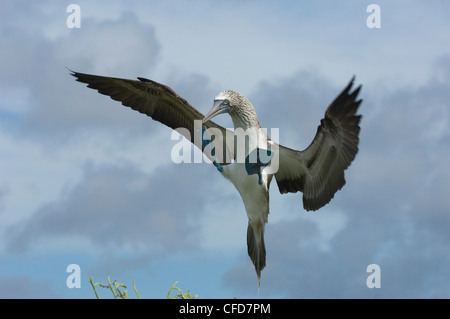 Blau-footed Sprengfallen, Punto Cevallos, Espanola (Haube) Insel, Galapagos-Inseln, Ecuador, Südamerika. Stockfoto