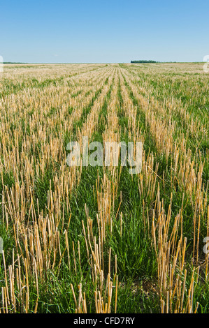 Eine frühe Wachstum Weidelgras wächst in Null bis zum Boden mit Weizen Stoppeln, in der Nähe von Carey, Manitoba, Kanada Stockfoto