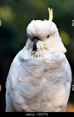 Schwefel-crested Kakadu (Cacatua Galerita), Dandenong Ranges National Park, Dandenong Ranges, Victoria, Australien, Pazifik Stockfoto