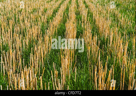 Eine frühe Wachstum Weidelgras wächst in Null bis zum Boden mit Weizen Stoppeln, in der Nähe von Carey, Manitoba, Kanada Stockfoto