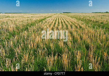 Eine frühe Wachstum Weidelgras wächst in Null bis zum Boden mit Weizen Stoppeln, in der Nähe von Carey, Manitoba, Kanada Stockfoto