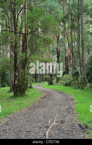 Eberesche, Dandenong Ranges National Park, Dandenong Waldrevieren, Victoria, Australien, Pazifik Stockfoto