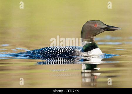 Gemeinsamen Loon (Gavia Immer) im goldenen Wasser, Nicola Valley, British Columbia, Kanada Stockfoto