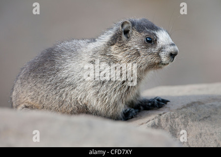 Hoary Murmeltier (Marmota Caligata), hocken auf einen Felsen, Mt. Spieker, Tumbler Ridge, British Columia, Kanada Stockfoto