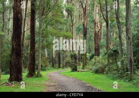 Eberesche, Dandenong Ranges National Park, Dandenong Waldrevieren, Victoria, Australien, Pazifik Stockfoto