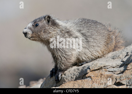 Hoary Murmeltier (Marmota Caligata), hocken auf einen Felsen, Mt. Spieker, Tumbler Ridge, British Columia, Kanada Stockfoto