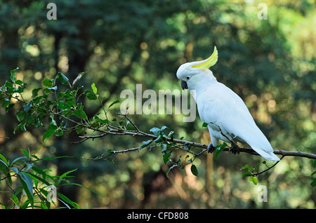 Schwefel-crested Kakadu (Cacatua Galerita), Dandenong Ranges National Park, Dandenong Ranges, Victoria, Australien, Pazifik Stockfoto