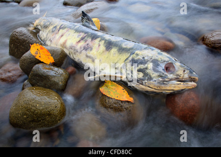 Toten Chum Lachs (Oncorhynchus Keta), an der Mündung des Flusses Cheakamus, Squamish, British Columbia, Kanada Stockfoto