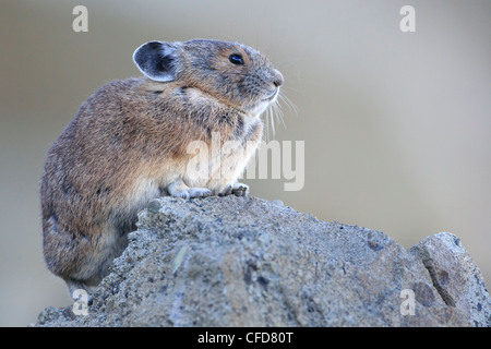 Amerikanische Pika (Ochotona Princeps) thront auf einem Felsen, auf Mt.Blackwall in Manning Provincial Park in British Columbia, Kanada. Stockfoto