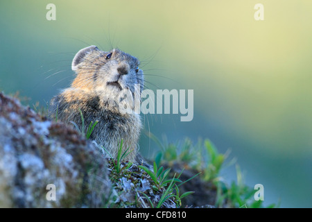 Amerikanische Pika (Ochotona Princeps), Manning Provincial Park, Britisch-Kolumbien, Kanada Stockfoto