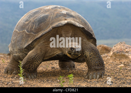 Galapagos-Riesenschildkröte, Alcedo Vulkans Kraterboden, Isabela Island, Galapagos-Inseln, Ecuador, Südamerika. Stockfoto