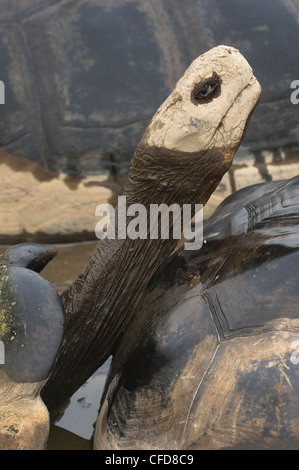 Galapagos-Riesenschildkröten, Alcedo Vulkans Kraterboden, Isabela Island, Galapagos-Inseln, Ecuador, Südamerika. Stockfoto