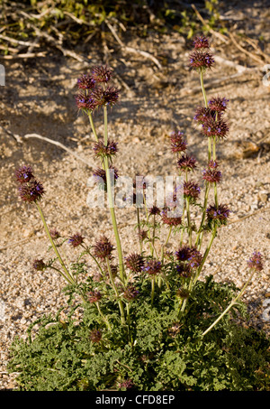 Chia, goldene Chia oder Wüste Chia, Salvia Columbariae in Blüte. Sonoran Wüste, Kalifornien, USA Stockfoto