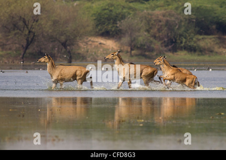 Jackale Familie (Boselaphus Tragocamelus) Stockfoto