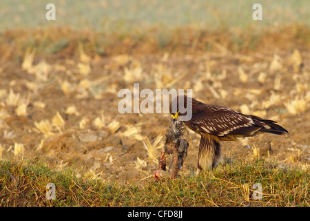 Größere Spotted Eagle (Aquila Clanga) Fütterung Stockfoto