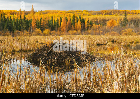 Beaver Lodge, Prince Albert National Park, Saskatchewan, Kanada Stockfoto