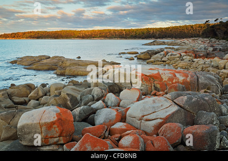 Roten Flechten auf Felsen, Bay of Fires, Bucht von Bränden Conservation Area, Tasmanien, Australien, Pazifik Stockfoto