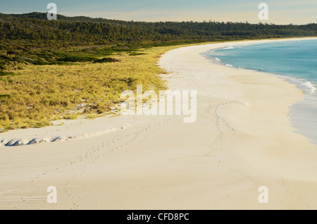 Strand von Sloop Lagune, Bay of Fires, Bay of Fires Conservation Area, Tasmanien, Australien, Pazifik Stockfoto