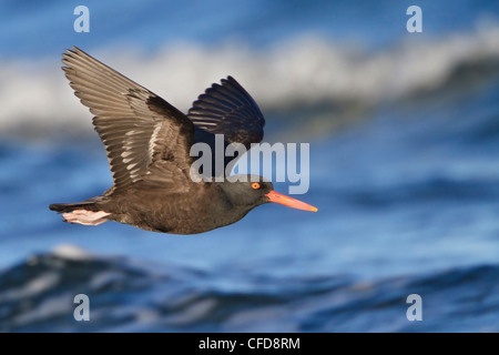 Schwarze Austernfischer (Haematopus Bachmani) fliegen in Victoria, BC, Kanada. Stockfoto