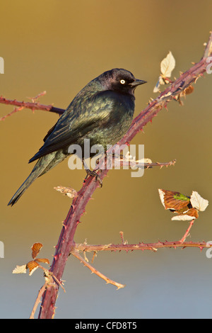 Brewer es Blackbird (Euphagus Cyanocephalus) thront auf einem Ast in Victoria, BC, Kanada. Stockfoto