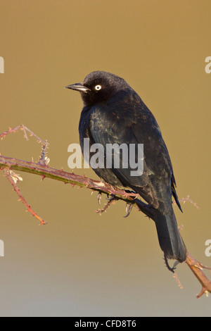 Brewer es Blackbird (Euphagus Cyanocephalus) thront auf einem Ast in Victoria, BC, Kanada. Stockfoto