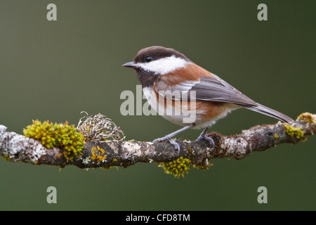 Kastanien-backed Chickadee (Poecile saniert) thront auf einem Ast in Victoria, BC, Kanada. Stockfoto