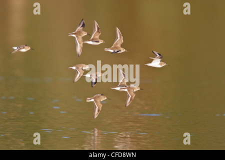 Alpenstrandläufer (Calidris Alpina) fliegen in Victoria, BC, Kanada. Stockfoto