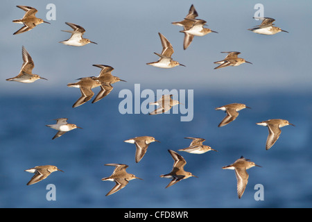 Alpenstrandläufer (Calidris Alpina) fliegen in Victoria, BC, Kanada. Stockfoto