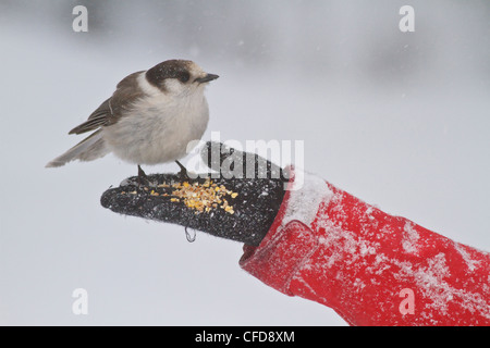 Grau-Jay (Perisoreus Canadensis) Fütterung aus der Handfläche einer Hand Personen in der Nähe von Mount Washington, BC, Kanada. Stockfoto