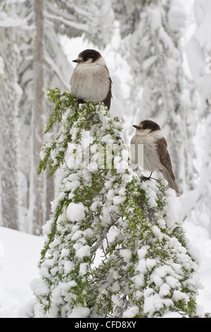 Grau-Jay (Perisoreus Canadensis) thront auf einem Ast in der Nähe von Mount Washington, BC, Kanada. Stockfoto