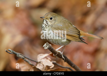 Einsiedler Thrush (Catharus Guttatus) thront auf einem Ast in Victoria, BC, Kanada. Stockfoto