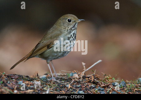 Einsiedler Thrush (Catharus Guttatus) thront auf einem Ast in Victoria, BC, Kanada. Stockfoto