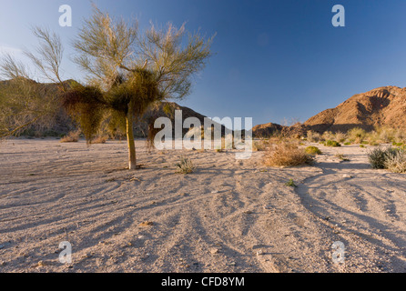 Eine Wüste waschen, mit blauen Palo Verde Baum; Sylvias waschen oder Cottonwood waschen, Joshua Tree Nationalpark; Kalifornien, USA Stockfoto