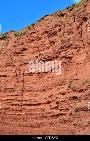 Eine Klippe Abschnitt der alten roten Sandstein im Langstone Rock, Dawlish, South Devon - Devon-Stratigraphie zeigt. Stockfoto